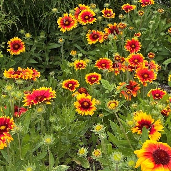Ein farbenfroher Cluster aus roten und gelben Blumen wächst in einem Garten mit grünen Blättern und Stielen. Die Blüten haben eine runde Form mit einem gelben Zentrum und roten Blütenblättern.
