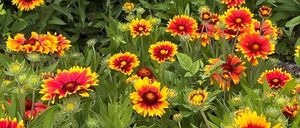 Ein farbenfroher Cluster aus roten und gelben Blumen wächst in einem Garten mit grünen Blättern und Stielen. Die Blüten haben eine runde Form mit einem gelben Zentrum und roten Blütenblättern.