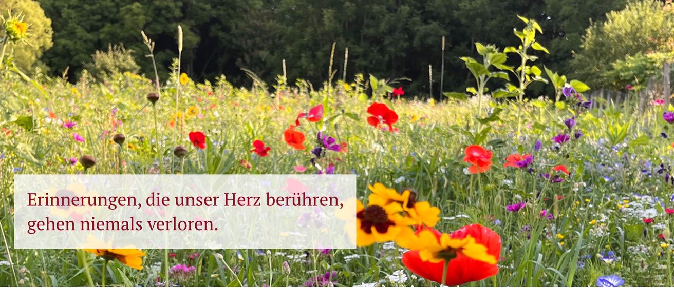 Bild enthält, Field, Grassland, Nature, Outdoors, Meadow, Vegetation, Garden, Flower, Spring, Petal