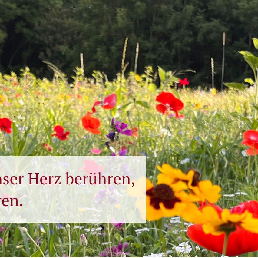 Bild enthält, Field, Grassland, Nature, Outdoors, Meadow, Vegetation, Garden, Flower, Spring, Petal