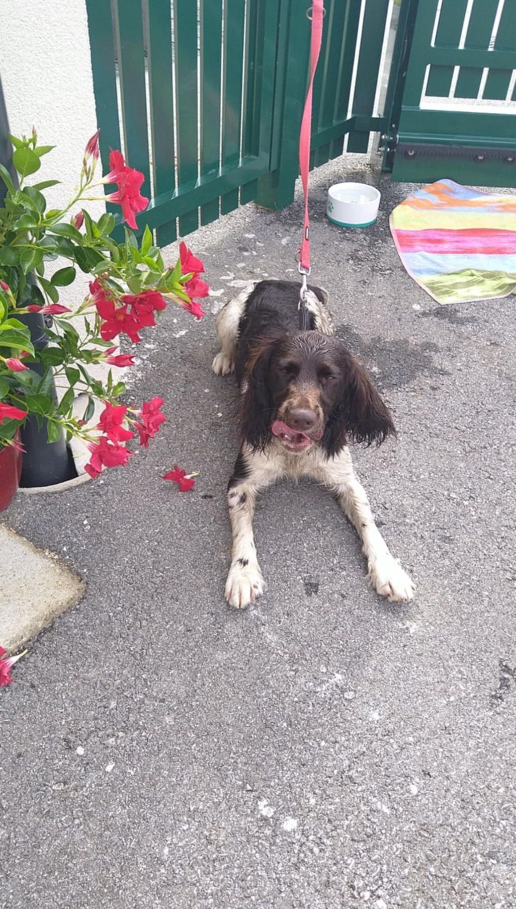 Ein schwarz-weißer Hund mit rotem Leine liegt auf nasser Oberfläche neben einem Blumentopf und einem farbenfrohen Handtuch.