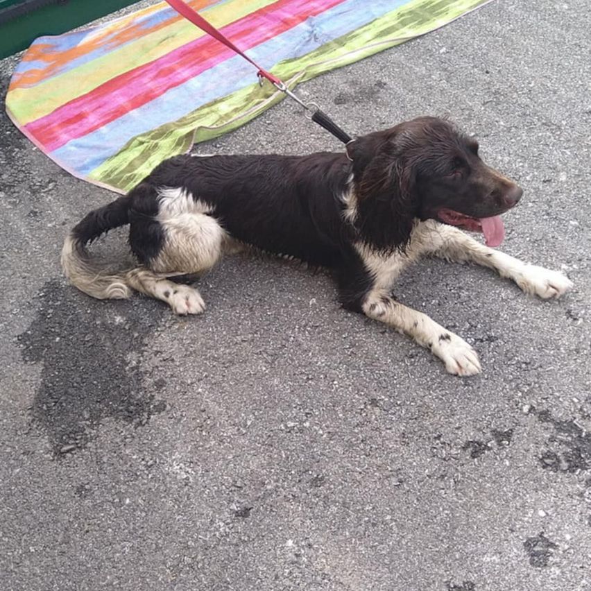 Ein schwarz-weißer Hund mit rotem Leinen liegt mit heraushängender Zunge auf dem Boden.