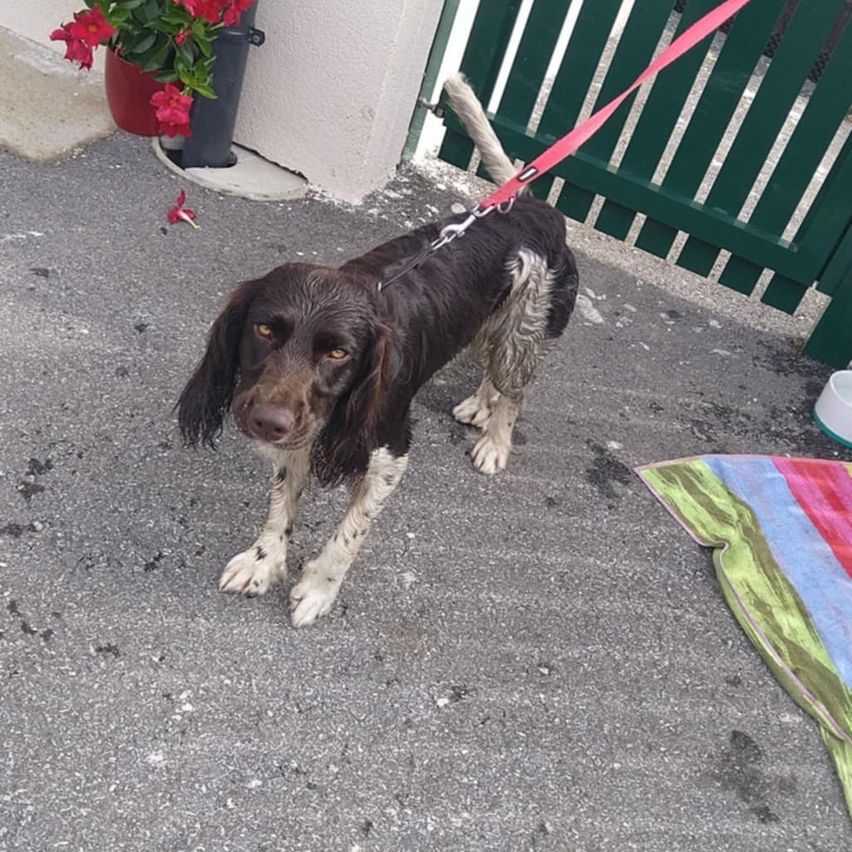 Ein nasser schwarz-weißer Hund steht mit einer roten Leine am Boden, in der Nähe eines grünen Zauns und eines roten Blumentopfs.