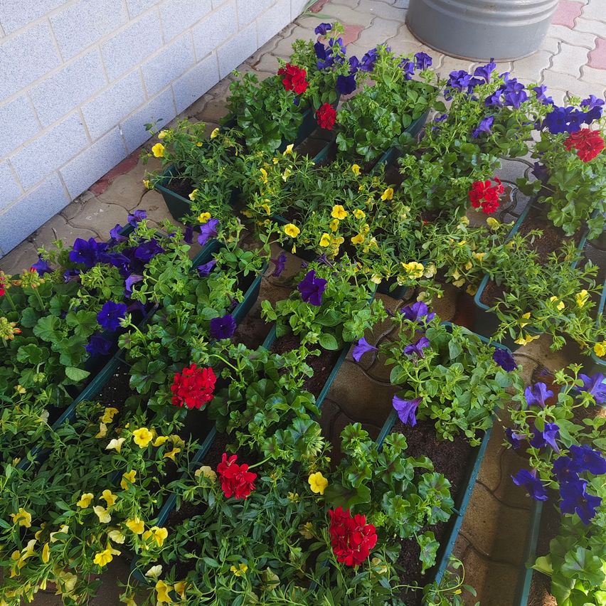 A row of small green planters with flowers, including red, purple, and yellow flowers, are placed on a tiled floor. The wall behind is gray.