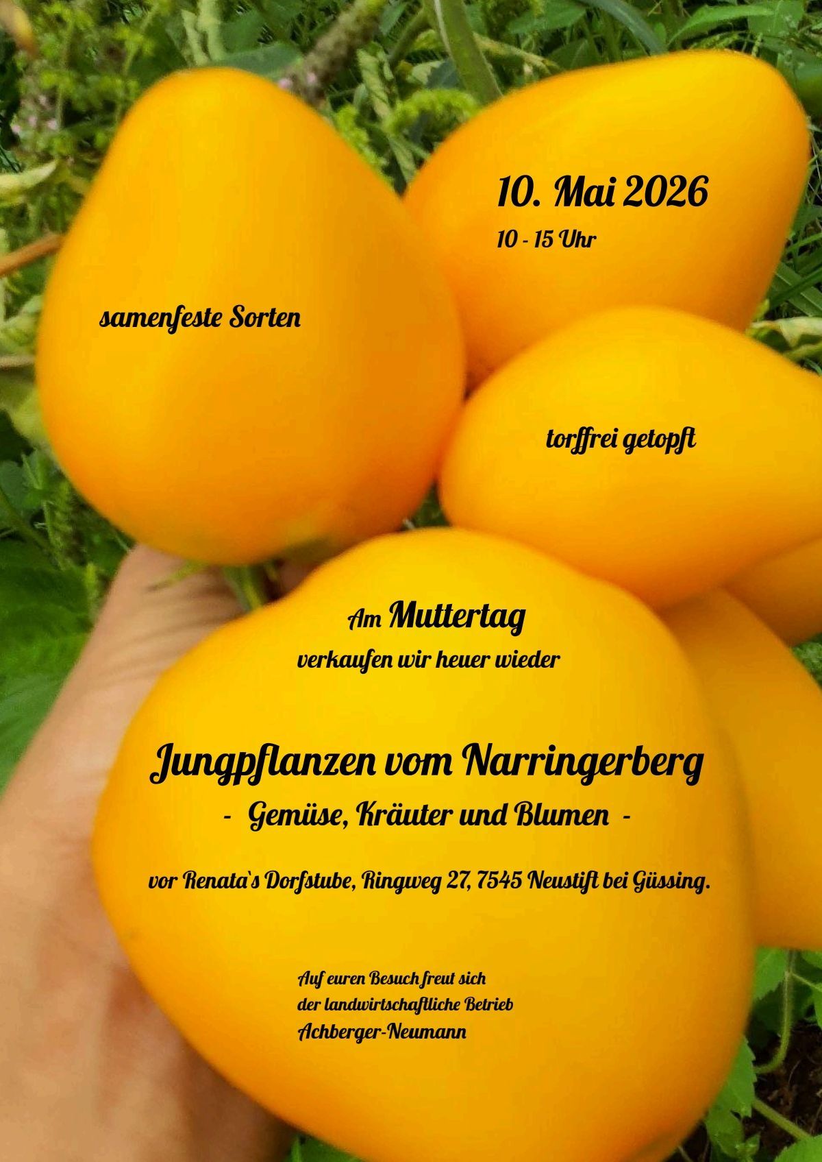 Yellow tomatoes are being sold on May 10, 2026, from 10 am to 3 pm. Seed varieties are available.