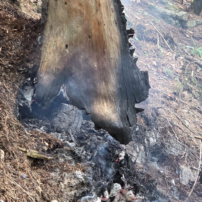 Eine Nahaufnahme eines verbrannten Baumstamms, der verkohltes Holz und glimmende Asche auf dem Waldboden zeigt.