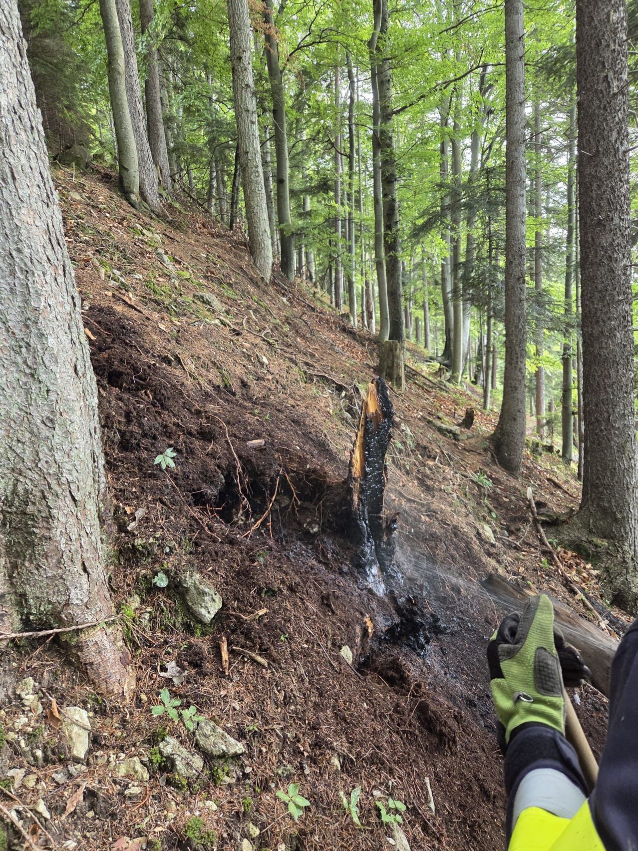 Eine Person mit Handschuhen hält einen Stock und ein Werkzeug in einem Wald und entfernt Schmutz und Wurzeln von einem verkohlten Baumstamm an einem Hang.