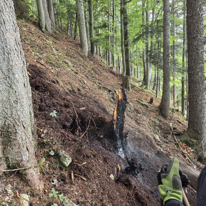 Eine Person mit Handschuhen hält einen Stock und ein Werkzeug in einem Wald und entfernt Schmutz und Wurzeln von einem verkohlten Baumstamm an einem Hang.