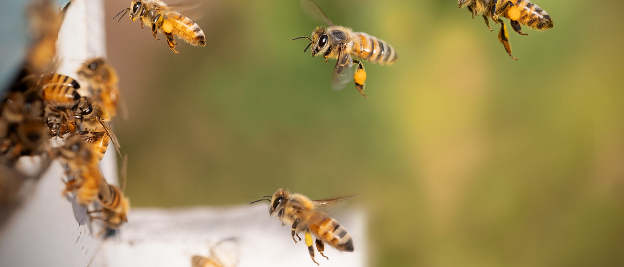 Animal, Apidae, Bee, Insect, Invertebrate, Honey Bee, Wasp, Bumblebee