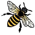 Animal, Bee, Insect, Invertebrate, Wasp, Honey Bee, Person, Apidae