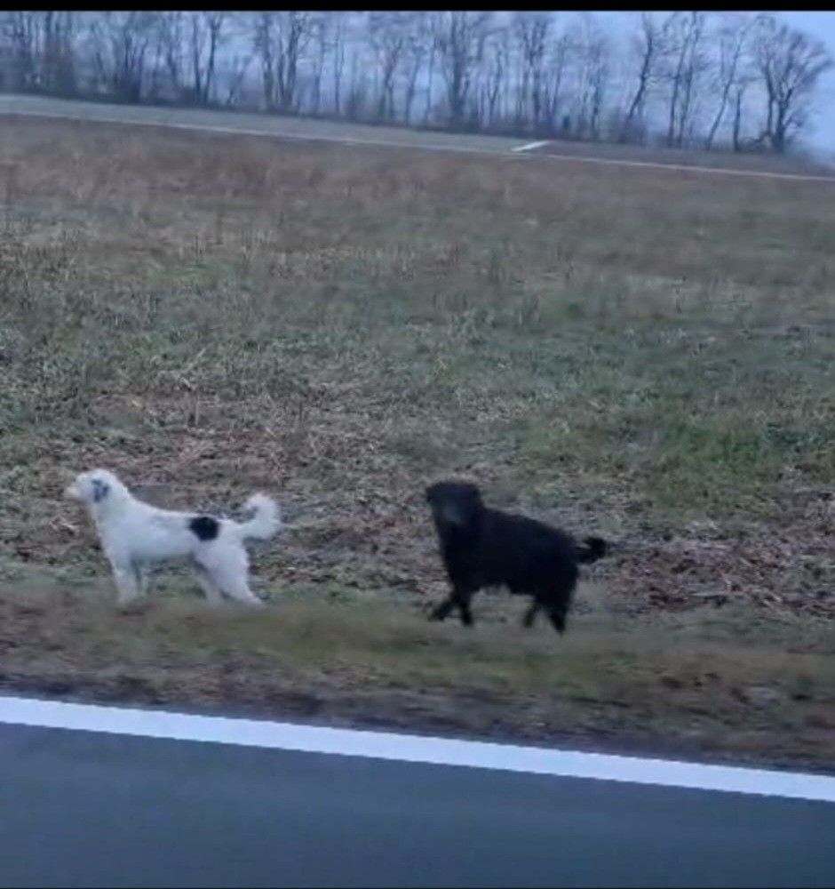 Zwei Hunde rennen auf der grasbewachsenen Seite einer Straße. Einer ist weiß mit einem schwarzen Fleck und der andere ist schwarz. Bäume säumen den Hintergrund.