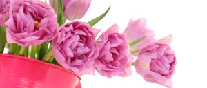 Bild enthält, Flower, Flower Arrangement, Flower Bouquet, Rose