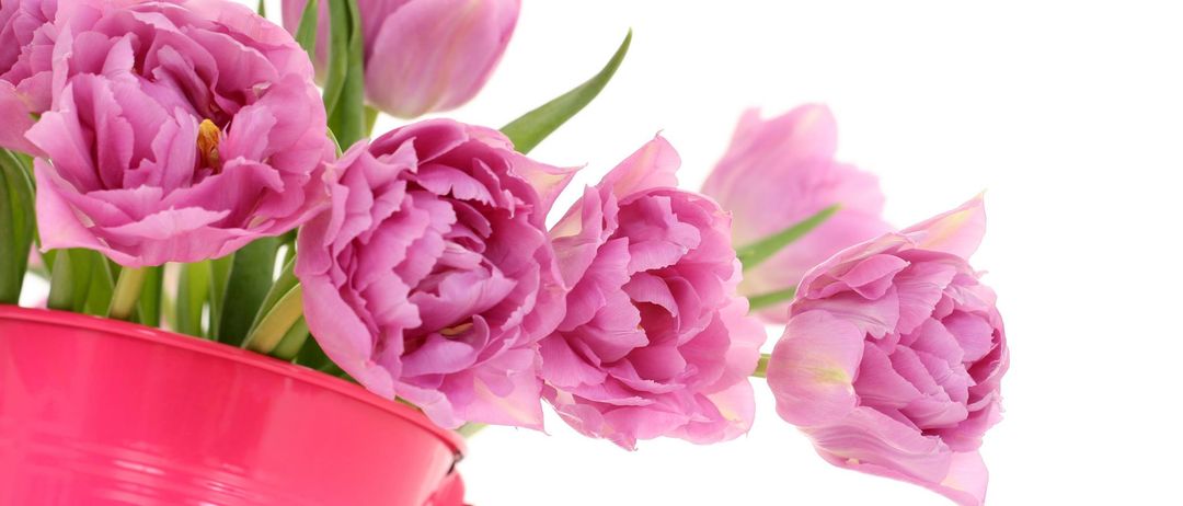 Bild enthält, Flower, Flower Arrangement, Flower Bouquet, Rose