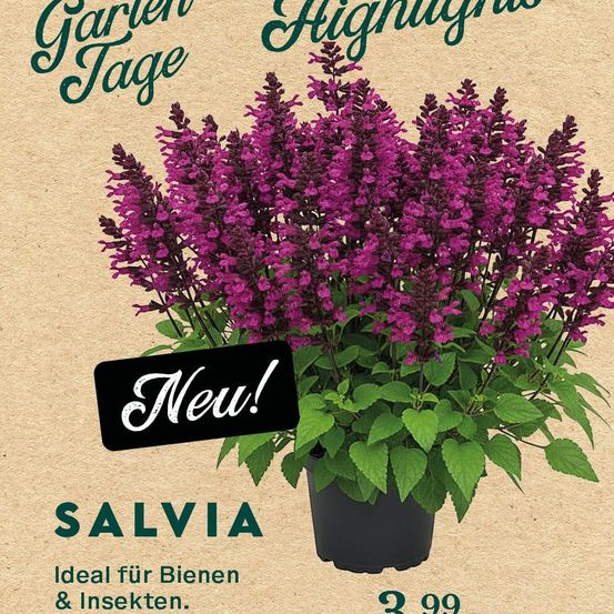 Ein Plakat für Garten Highlights zeigt eine Topfpflanze mit lila Blüten. Der Text 'Neu!' ist auf einem schwarzen Aufkleber hervorgehoben. Der Preis beträgt 3,99.