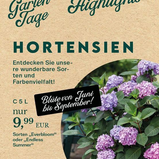 Entdecken Sie unsere wunderbaren Hortensien-Sorten und Farbvielfalt! Verfügbar von Juni bis September. Preis 9,99 EUR. Optionen sind Everbloom oder Endless Summer.