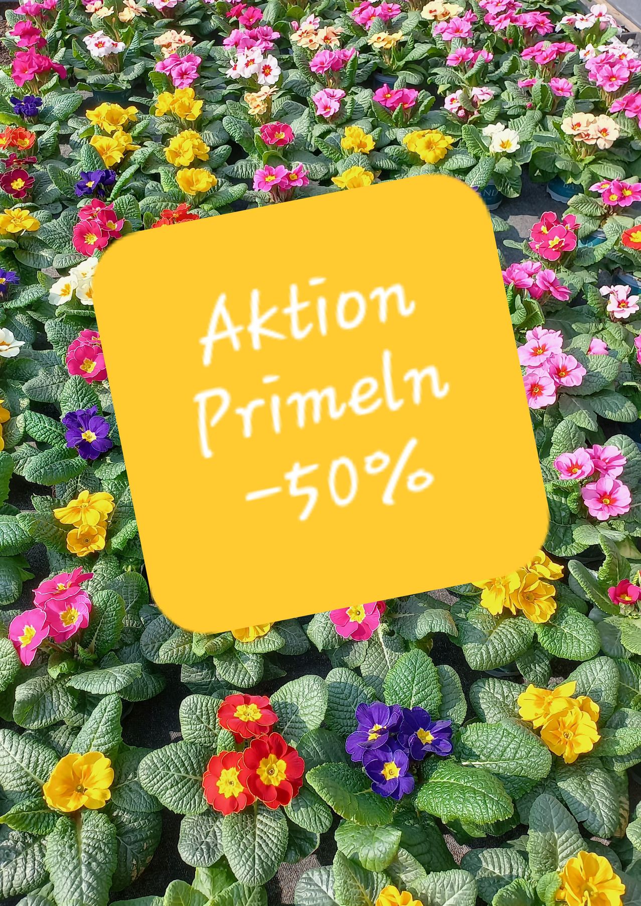 Ein gelbes Quadrat zeigt weißen Text, 'Aktion Primeln -50%'. Es liegt auf einem Beet bunter Blumen, hauptsächlich in Rosa, Gelb und Lila.