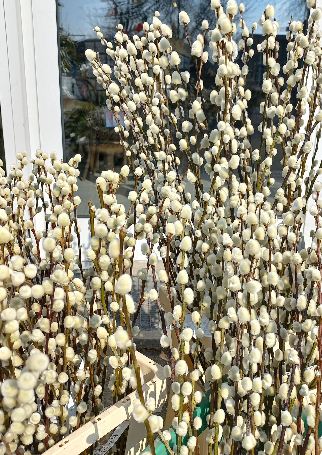Eine Nahaufnahme einer großen Gruppe weißer baumwollartiger Blüten an Zweigen. Die Zweige sind in einem Behälter. Der Hintergrund ist eine Glaswand mit Blick auf einen Holztisch.