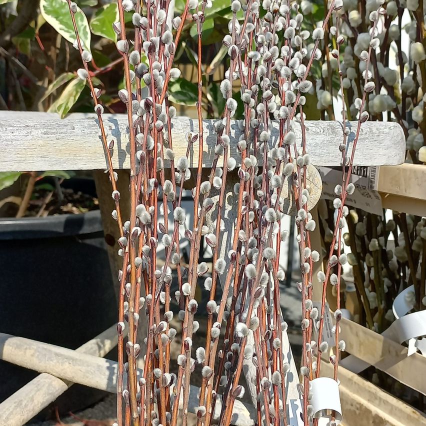Ein Nahaufnahme von Zweigen mit weißen Knospen in einem Garten, unterstützt durch Holzstäbe.