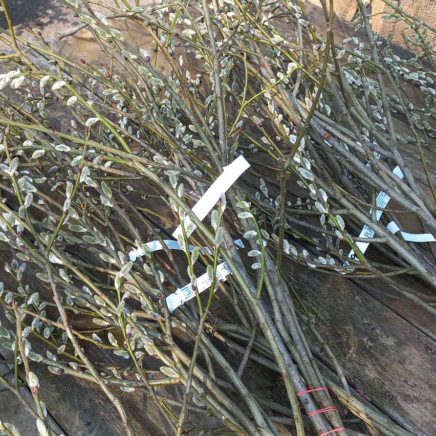 Ein Bündel frischer Weidenzweige mit knospenden Kätzchen, ordentlich auf einer Holzoberfläche angeordnet. Die Zweige haben angebrachte Etiketten, die ihre Kategorisierung anzeigen.