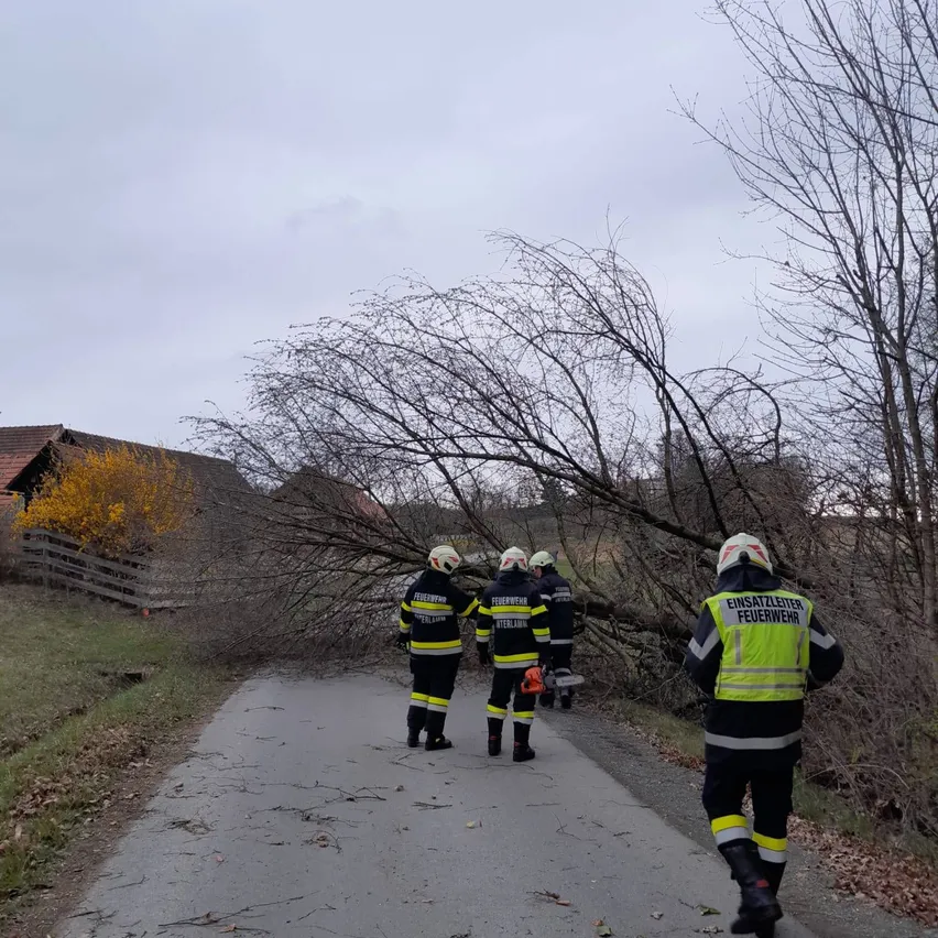 Feuerwehrleute in gelben und schwarzen Uniformen gehen einen Pfad entlang und räumen gefallene Äste von einem Baum auf der Seite weg.