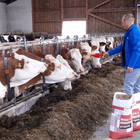 Ein Mann füttert Kühe in einer Scheune mit einem roten Eimer. Die Kühe fressen Heu auf dem Boden. In der Nähe befinden sich Säcke mit Mineralfutter.