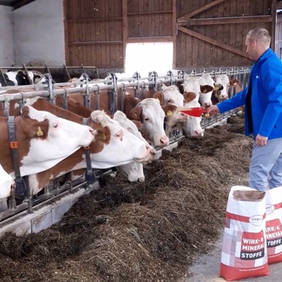 Ein Mann füttert Kühe in einer Scheune mit einem roten Eimer. Die Kühe fressen Heu auf dem Boden. In der Nähe befinden sich Säcke mit Mineralfutter.