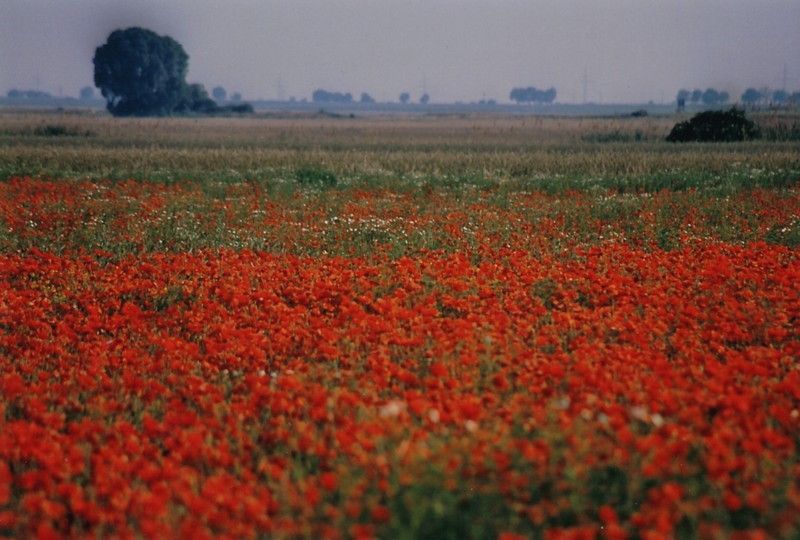 Bild enthält, Land, Nature, Outdoors, Flower, Vegetation, Field, Grassland, Poppy, Landscape, Scenery