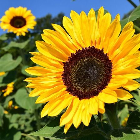 Bild enthält, Flower, Plant, Sunflower, Daisy, Petal