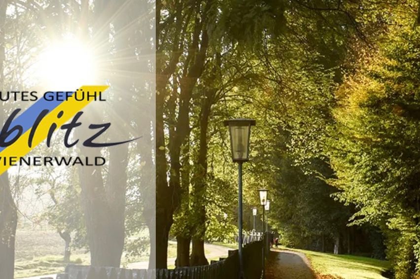 Bild enthält, Vegetation, Sunlight, Grove, Land, Tree, Woodland, Flare, Light, Scenery, Jungle