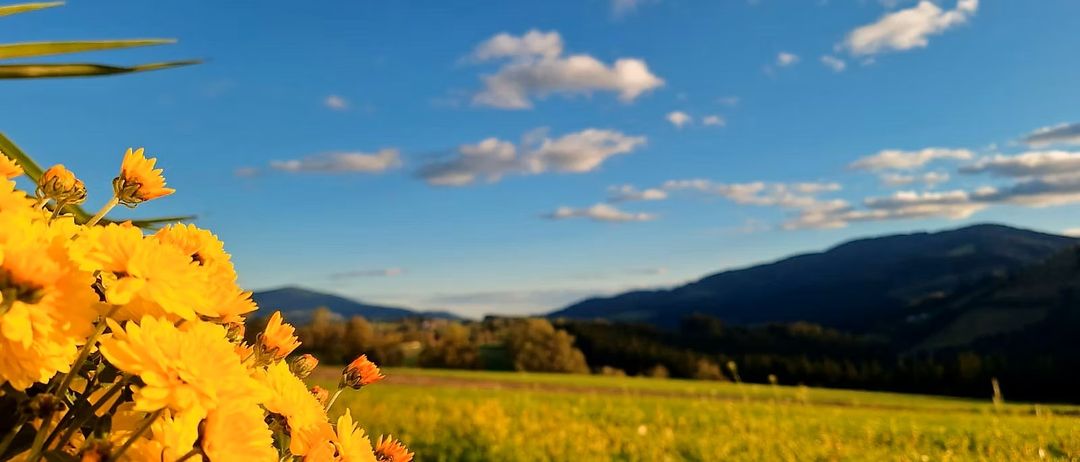 Ein helles Feld mit gelben Blumen im Vordergrund, eine entfernte Aussicht auf Berge und Bäume unter einem blauen Himmel mit verstreuten Wolken.
