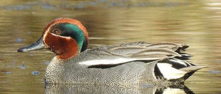 Eine grünköpfige männliche Ente schwimmt in einer ruhigen Wasserfläche, wobei ihre Spiegelung auf der Oberfläche sichtbar ist. Die Federn der Ente sind aufwendig gemustert.