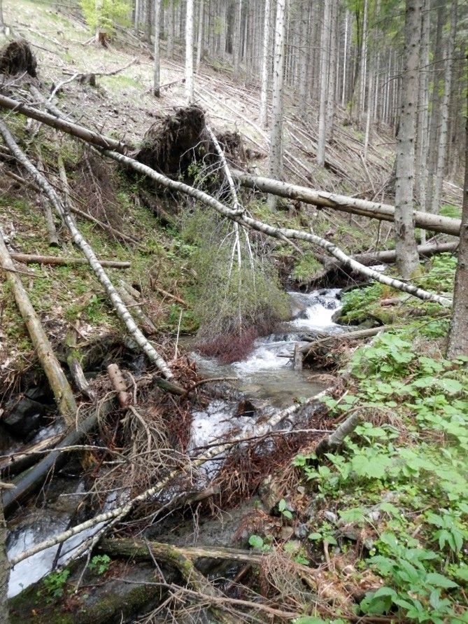 A stream flows through a forest with fallen trees and plants. The water is clear and runs smoothly.