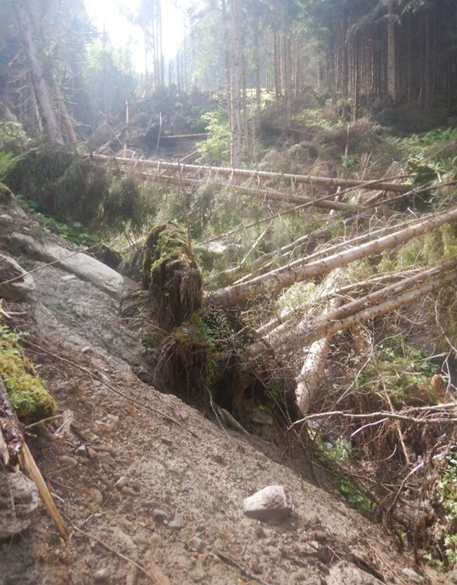 A forest hillside with fallen trees and moss-covered rocks. Sunlight filters through the trees, casting shadows.