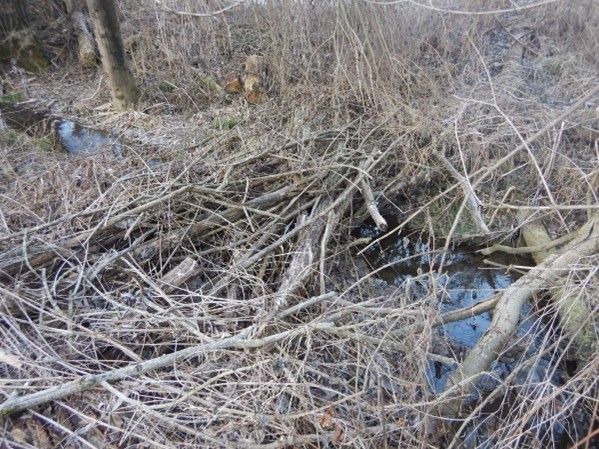 A small stream of water flows through a dense, tangled mass of bare branches and twigs, with some fallen logs and a thin tree trunk visible.