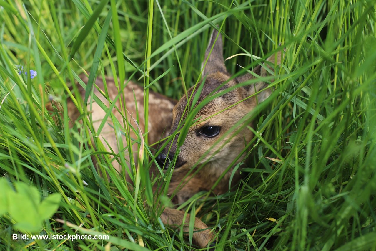 Ein Nahaufnahme eines Baby-Rehs, das in hohem Gras liegt und mit großen Augen aufblickt.