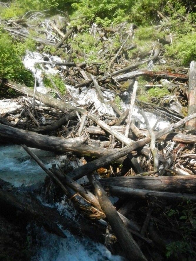 Eine Landschaft mit einer dichten Ansammlung von gefallenen Bäumen und Ästen, über die ein kleiner Wasserstrom fließt. Das Gebiet ist von Grün umgeben, wobei einige Pflanzen sichtbar sind.