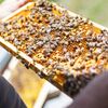 Eine Person hält einen gelben Bienenrahmen mit Bienenwaben voller Bienen und zeigt ihre komplizierte Arbeit.