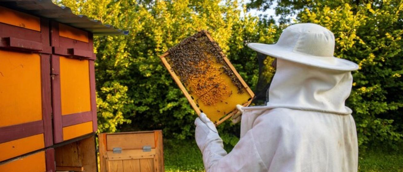 Ein Imker untersucht ein Bienenwaben, bedeckt mit Bienen, im Freien in der Nähe eines Holzstocks.