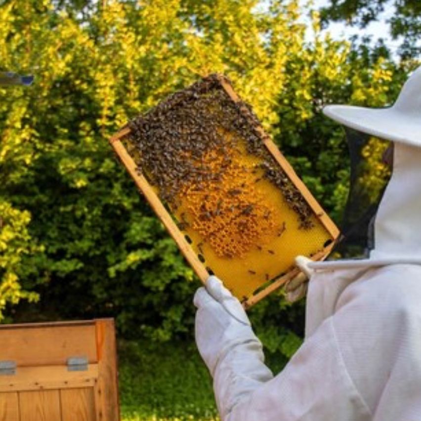 Ein Imker untersucht ein Bienenwaben, bedeckt mit Bienen, im Freien in der Nähe eines Holzstocks.