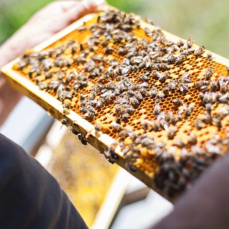 Ein Imker hält einen Holzrahmen mit Honigbienen. Die Bienen arbeiten an der Honigwabe, einige ruhen auf den Zellen.