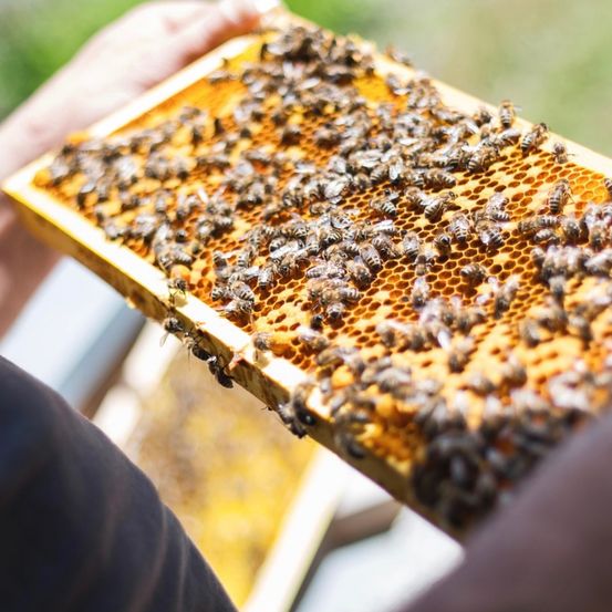 Ein Imker hält einen Holzrahmen mit Honigbienen. Die Bienen arbeiten an der Honigwabe, einige ruhen auf den Zellen.