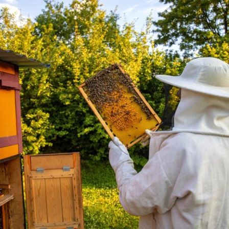 Ein Imker hält ein Bienenwaben mit Bienen draußen. Der Imker trägt einen Schutzanzug und Hut. Dahinter steht ein hölzerner Bienenstock mit einem Metalldach. Im Hintergrund sind Bäume mit grünen Blättern.