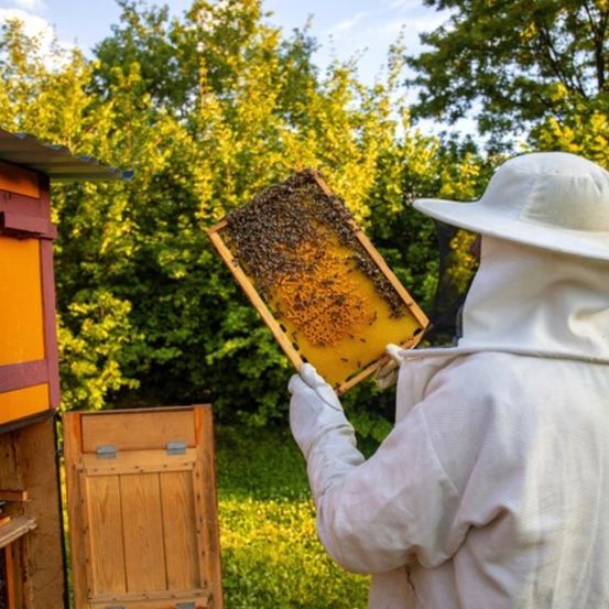 Ein Imker hält ein Bienenwaben mit Bienen draußen. Der Imker trägt einen Schutzanzug und Hut. Dahinter steht ein hölzerner Bienenstock mit einem Metalldach. Im Hintergrund sind Bäume mit grünen Blättern.