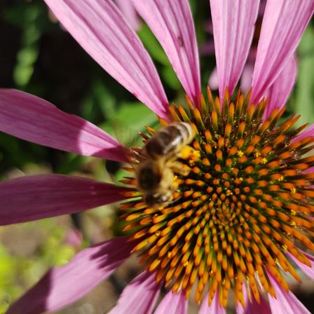 Eine Biene sitzt auf einer violetten Blume und sammelt Nektar. Die Blume hat ein kreisförmiges Zentrum mit orangefarbenen Blütenblättern. Der Schatten der Biene fällt auf die Blume.