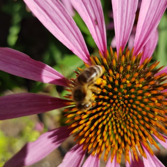 Eine Biene sitzt auf einer violetten Blume und sammelt Nektar. Die Blume hat ein kreisförmiges Zentrum mit orangefarbenen Blütenblättern. Der Schatten der Biene fällt auf die Blume.