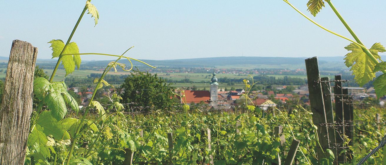 Bild enthält, Nature, Outdoors, Countryside, Rural, Farm, Vineyard