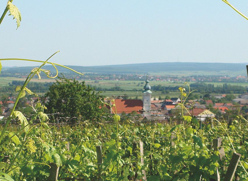 Bild enthält, Nature, Outdoors, Countryside, Rural, Farm, Vineyard
