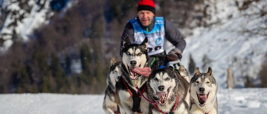 Bild enthält, Nature, Outdoors, Animal, Canine, Dog, Husky, Mammal, Pet, Snow, Dogsled