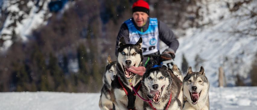 Bild enthält, Nature, Outdoors, Animal, Canine, Dog, Husky, Mammal, Pet, Snow, Dogsled