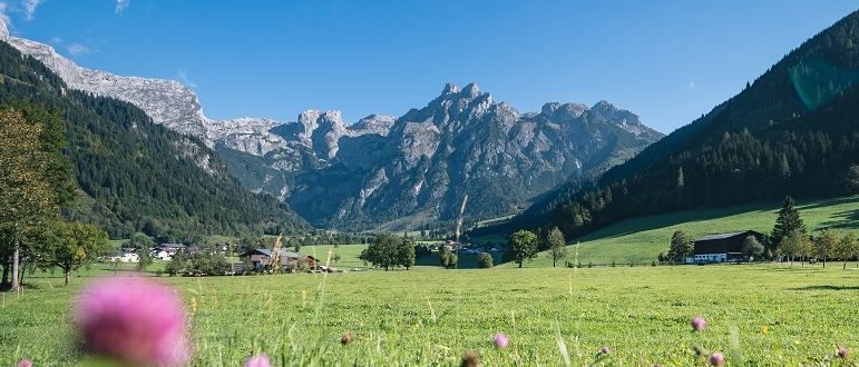 Eine friedliche Almwiese mit leuchtenden lila Blumen und majestätischen Bergen im Hintergrund.